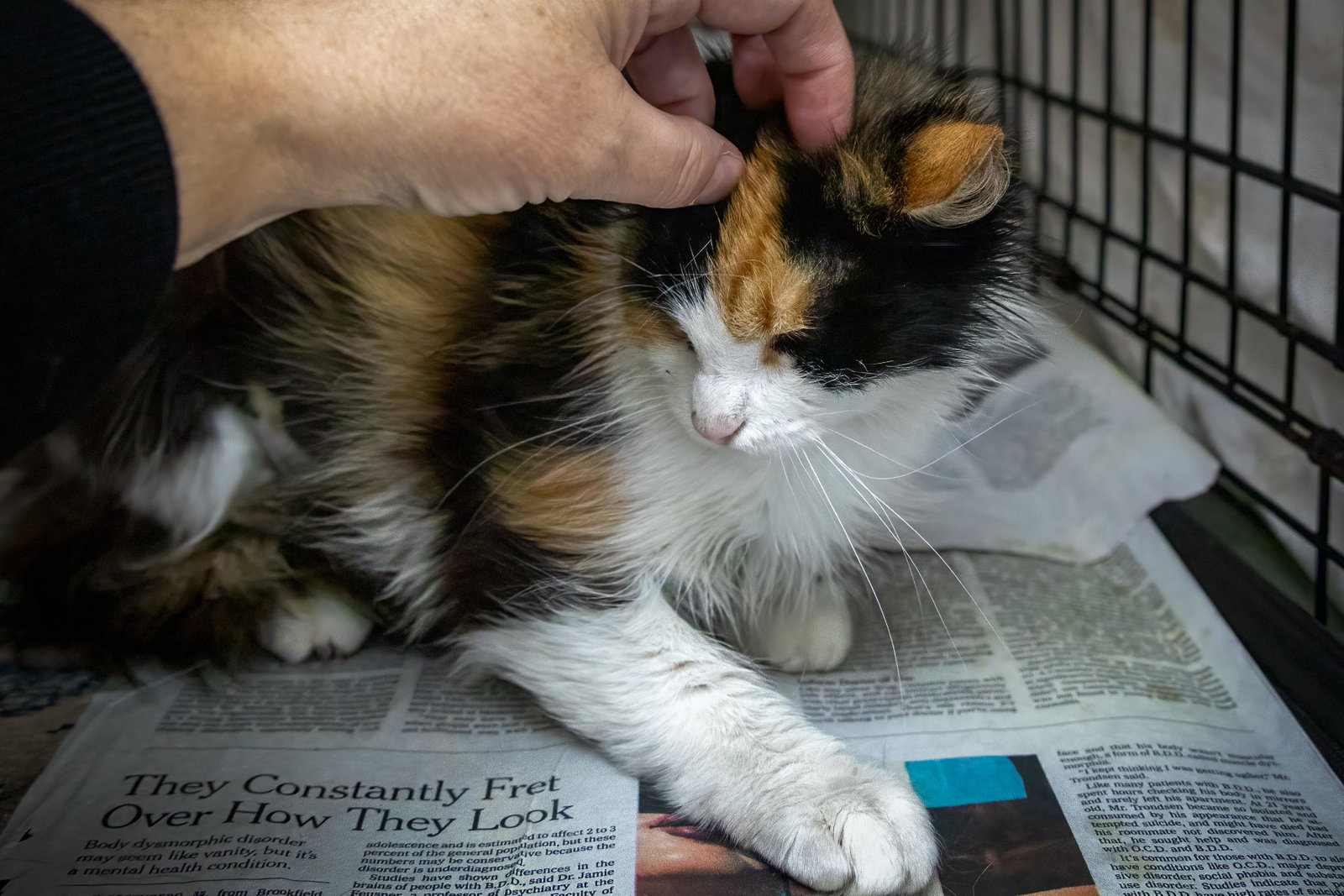 Cholula: FeLV+ (5/12/26-4 Trainer), photo 10