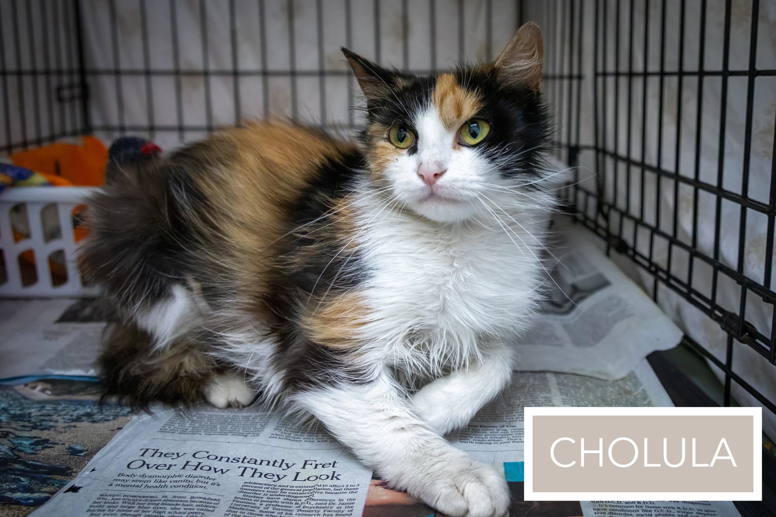Cholula: FeLV+ (5/12/26-4 Trainer), photo 11