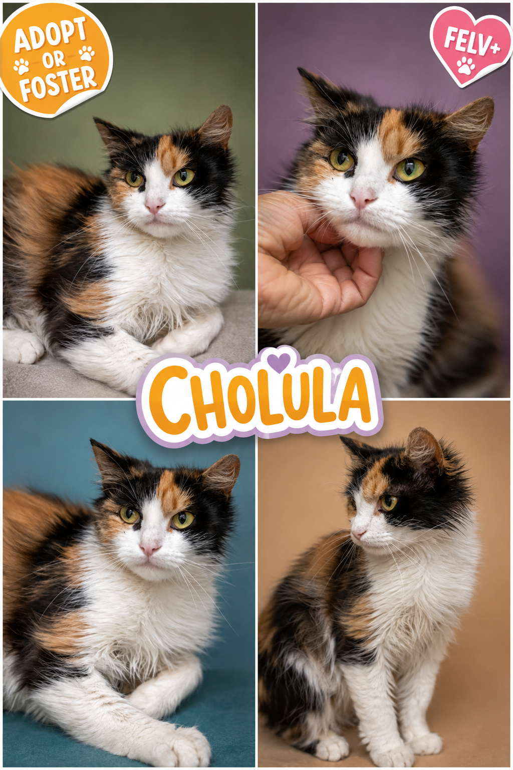 Cholula: (FeLV+) (FCID# 05/12/2026 - 4 Trainer), cat