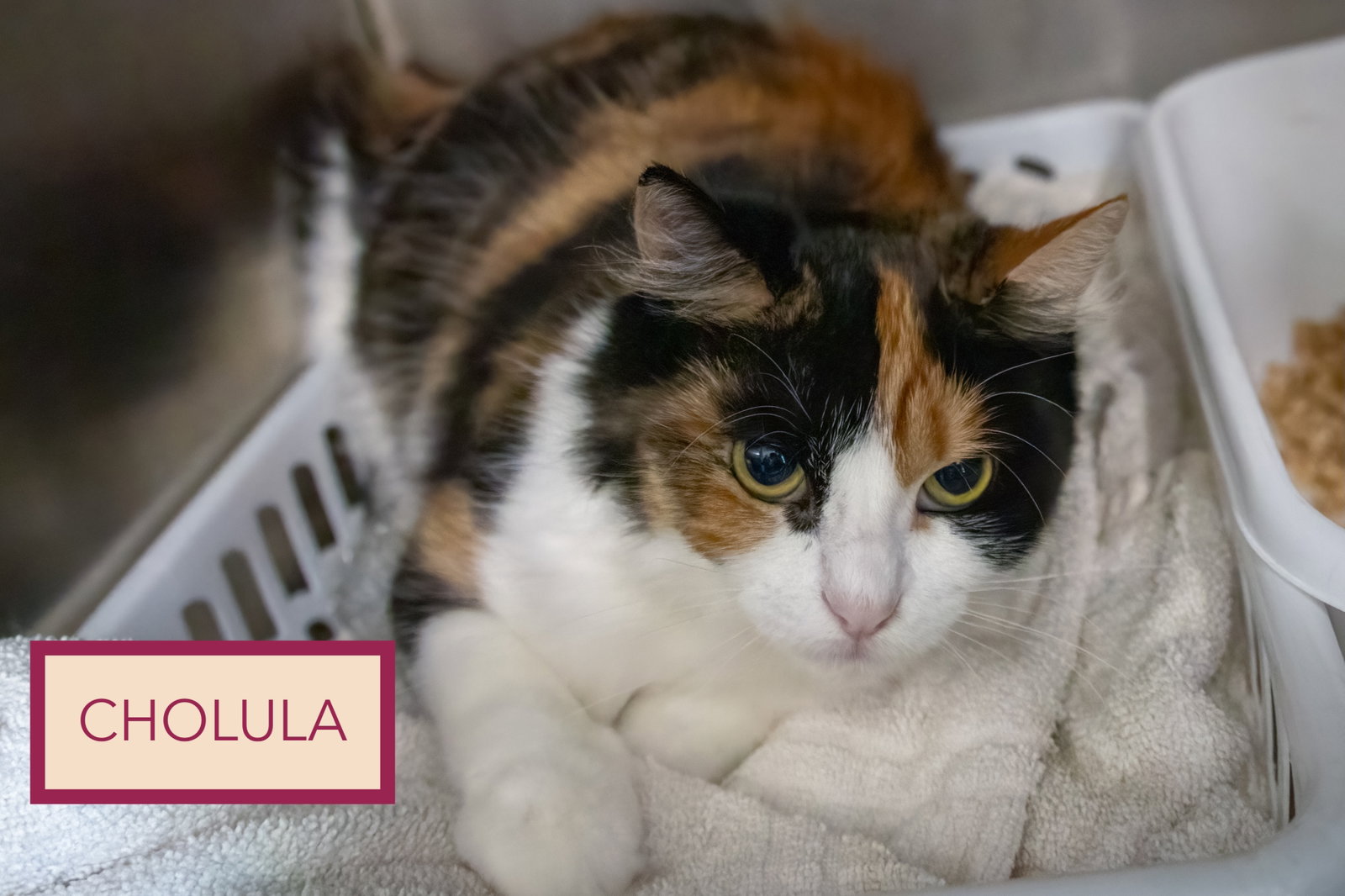 Cholula: FeLV+ (5/12/26-4 Trainer), photo 6