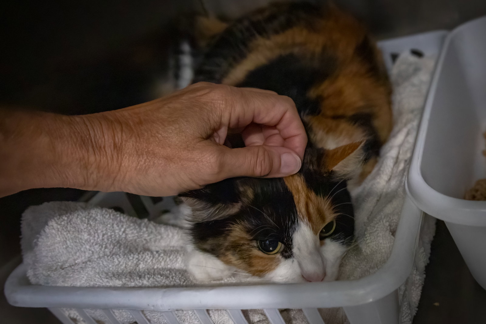 Cholula: FeLV+ (5/12/26-4 Trainer), photo 8
