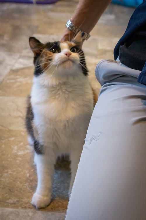 Photo 2 of Cholula: FeLV+ (5/12/26-4 Trainer)
