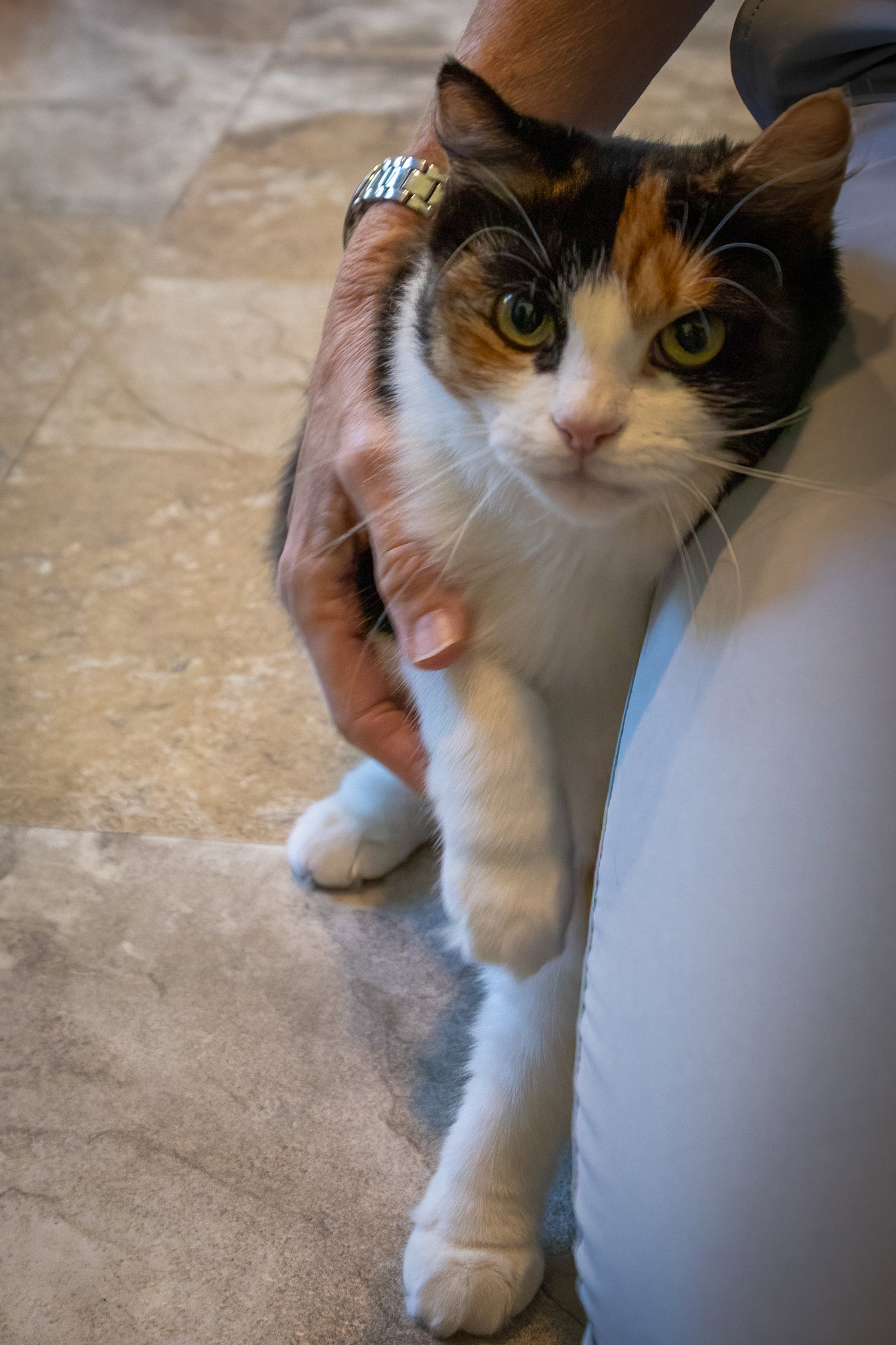 Cholula: FeLV+ (5/12/26-4 Trainer), photo 3