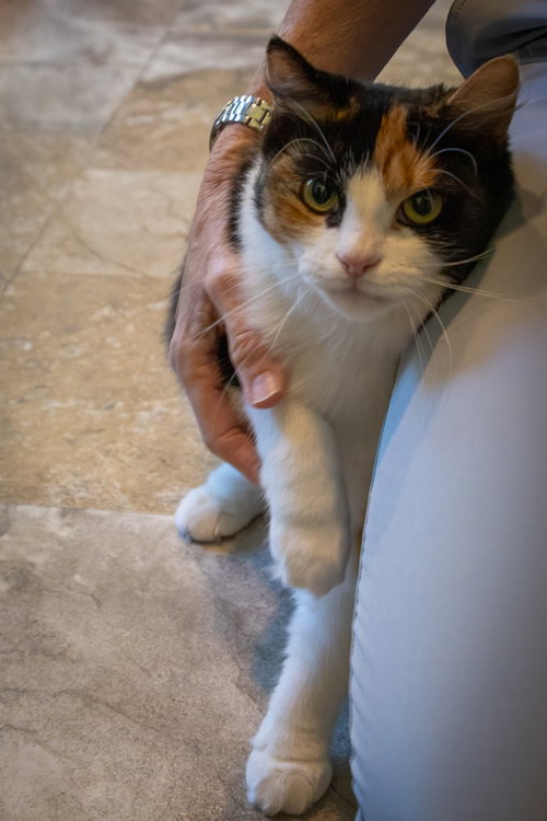 Photo 3 of Cholula: FeLV+ (5/12/26-4 Trainer)