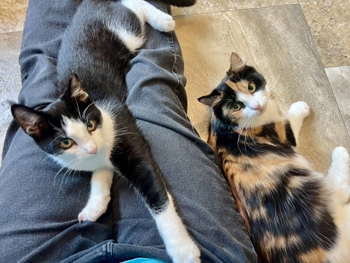 Photo 4 of Cholula: FeLV+ (5/12/26-4 Trainer)