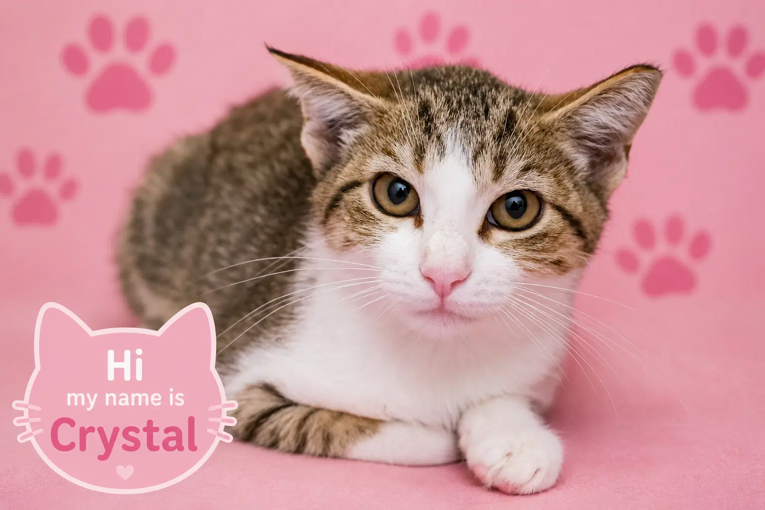 Crystal Fcid  - - Tabby
