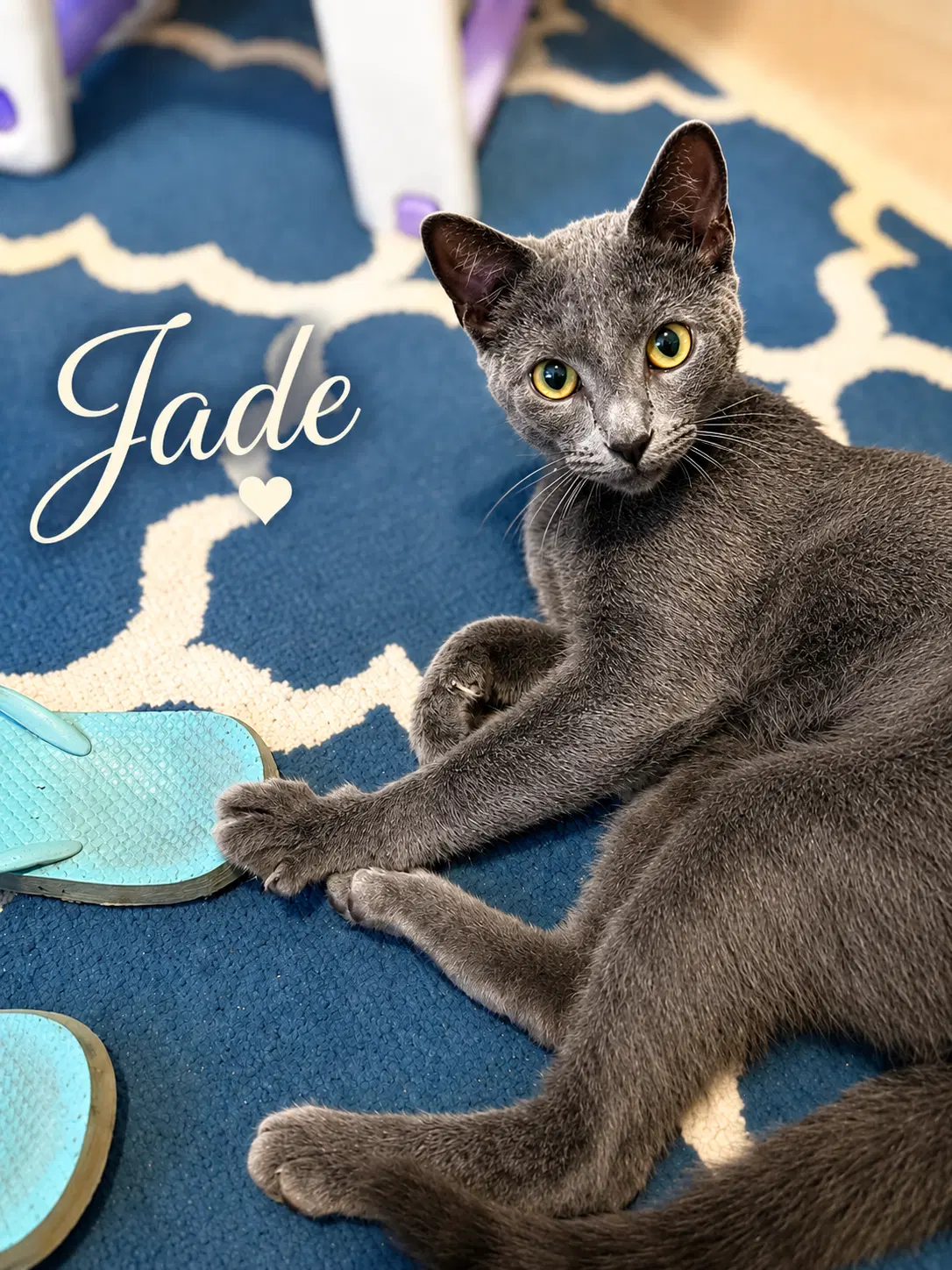 Jade Willow Grove Area Fcid - - Domestic Short Hair