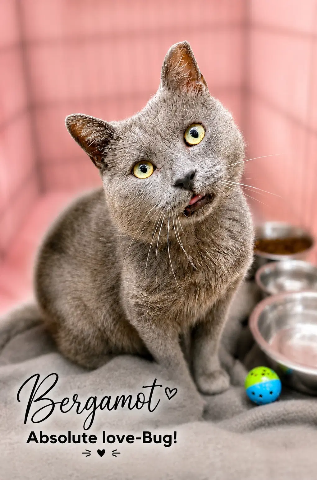 Bergamot Fcid  - - Domestic Short Hair