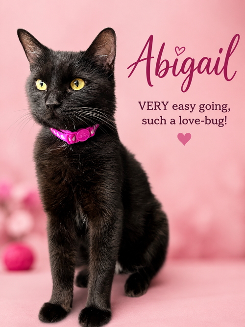 Abigail