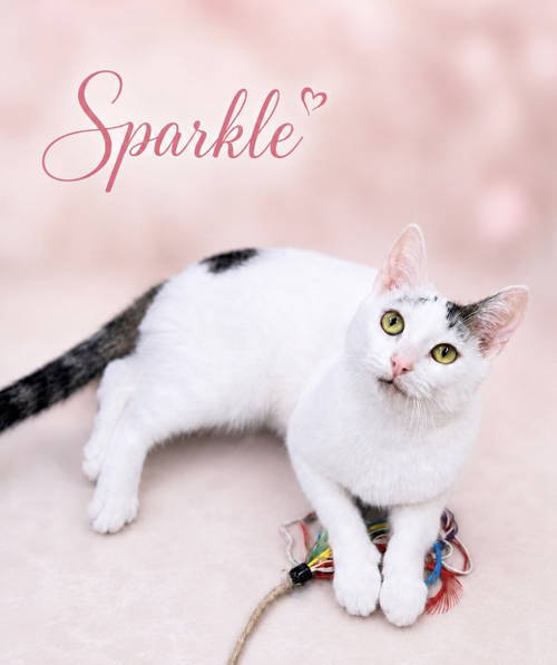Sparkle(Fcid# 05/05/2026 photo 2