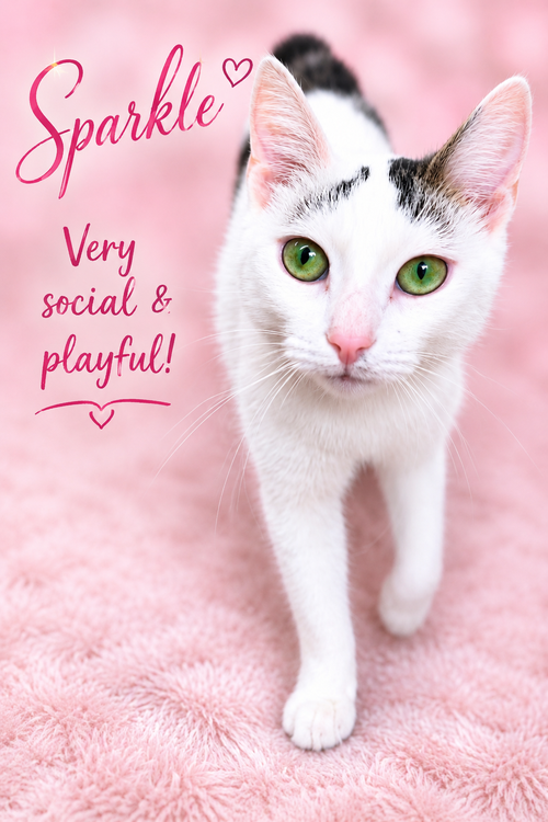 Sparkle(Fcid# 05/05/2026