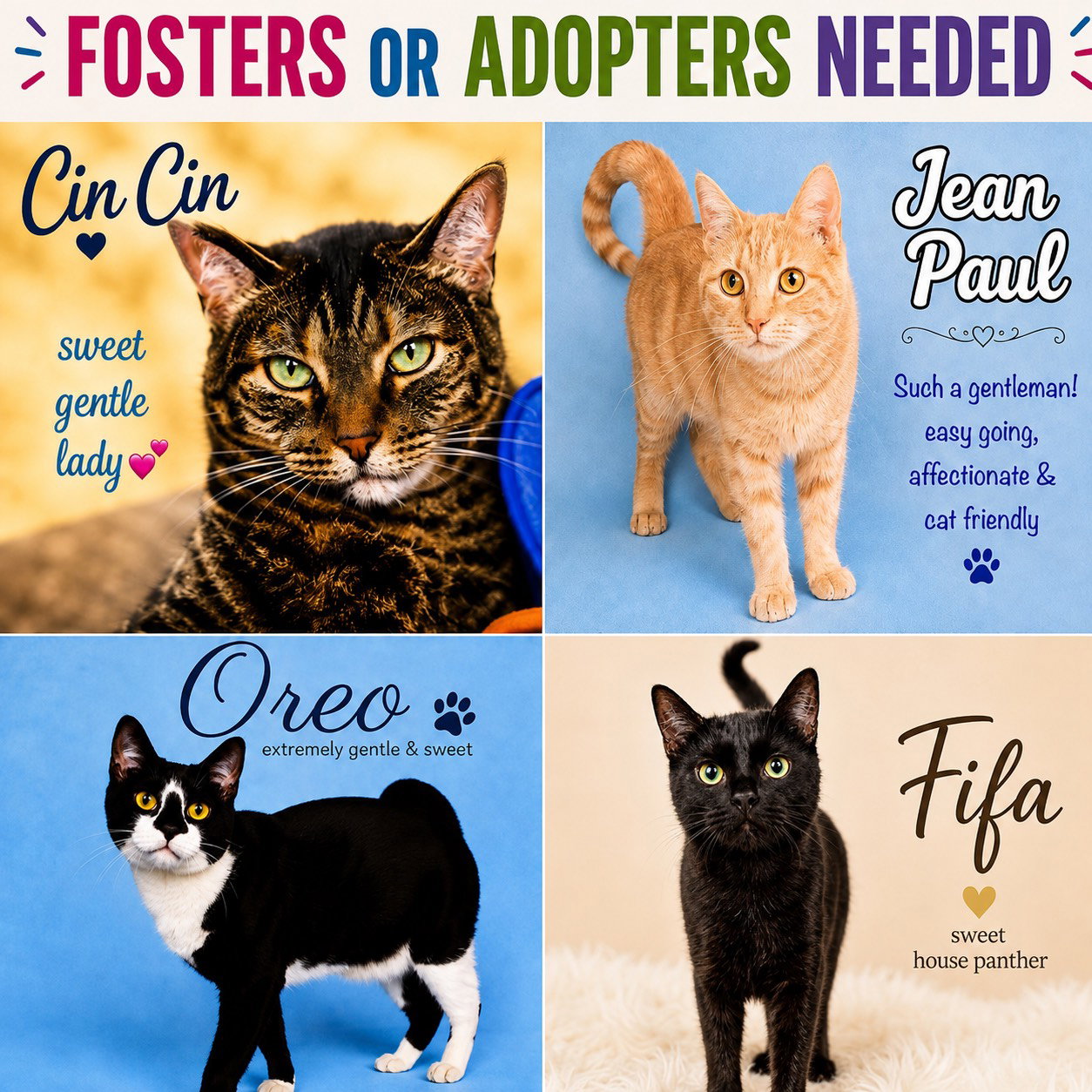 Fosters Requested for Male and Female Adult Cats, cat