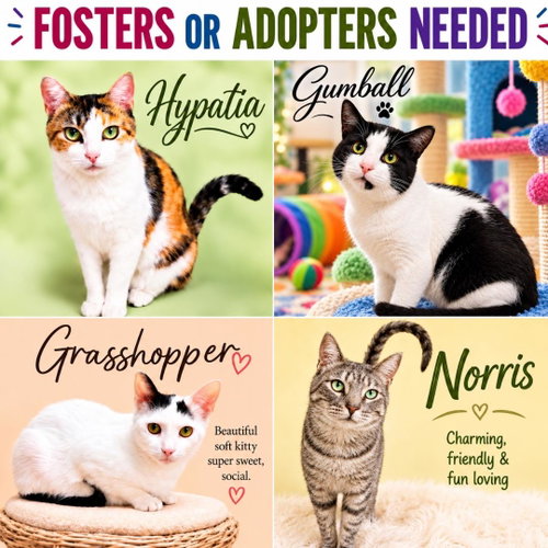 Fosters Requested for Male and Female Adult Cats, a cat for adoption from Forgotten Cats, Inc.