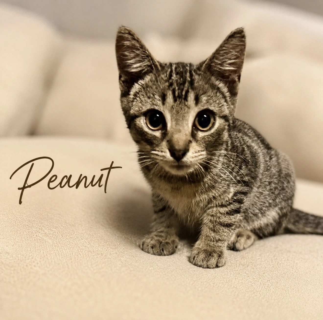 Peanut Fcid -