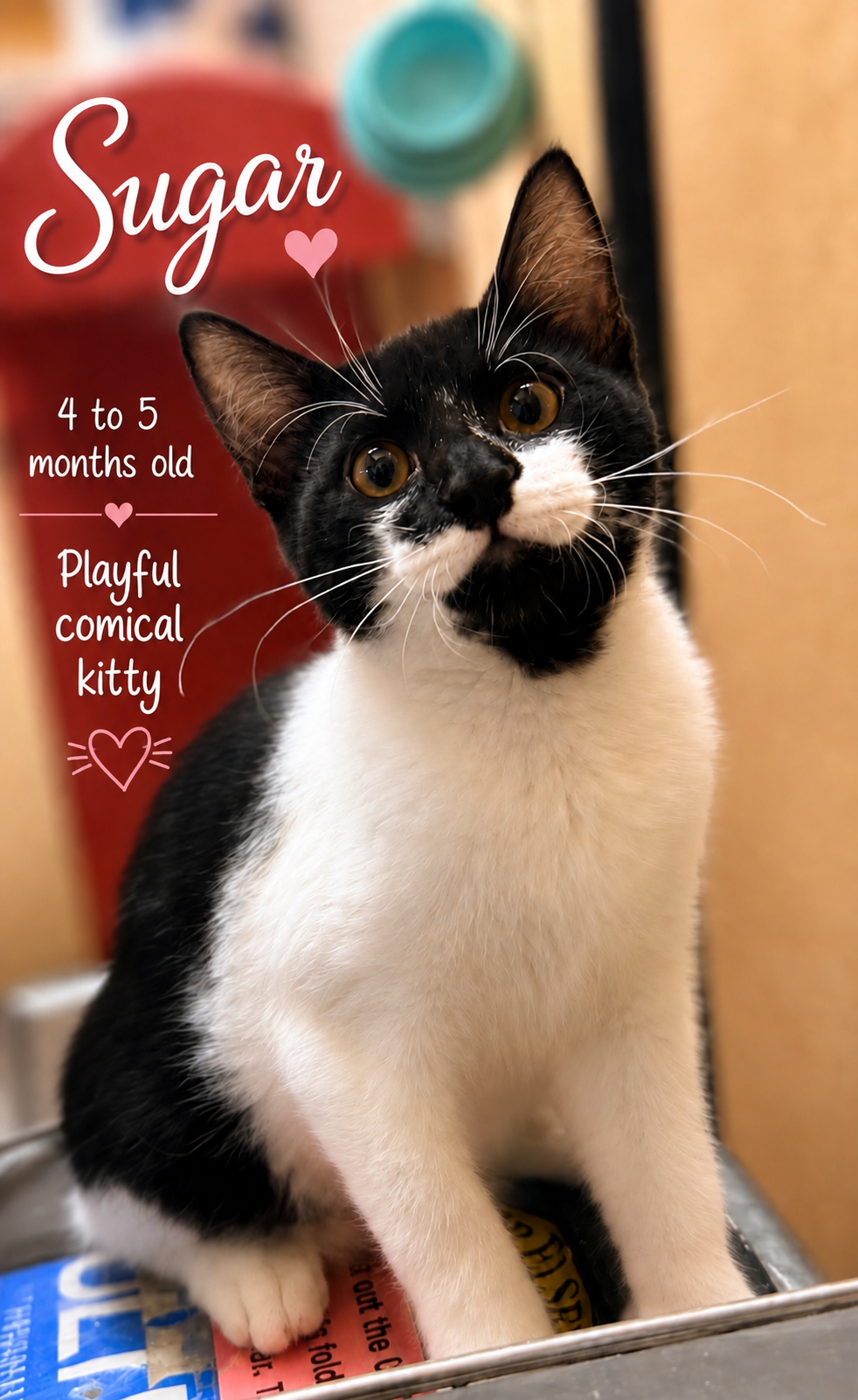 Sugar, Jenkintown PS (FCID 7/15/2026-138), cat