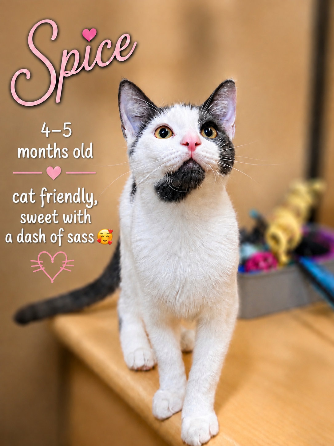 Spice, Jenkintown PS, (FCID 7/15/2026-137), cat