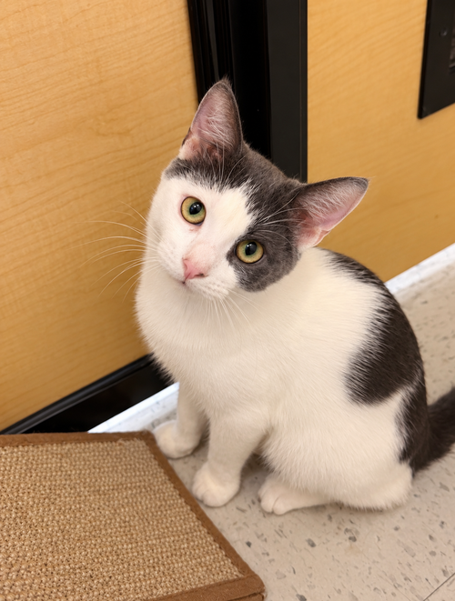 Photo 2 of Spice, Jenkintown PS, (FCID 7/15/2026-137)