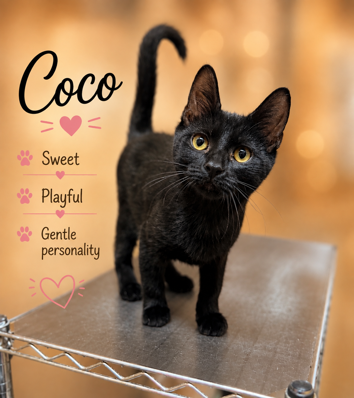 Coco, Jenkinrown PS (FCID 06/24/2026-128), cat