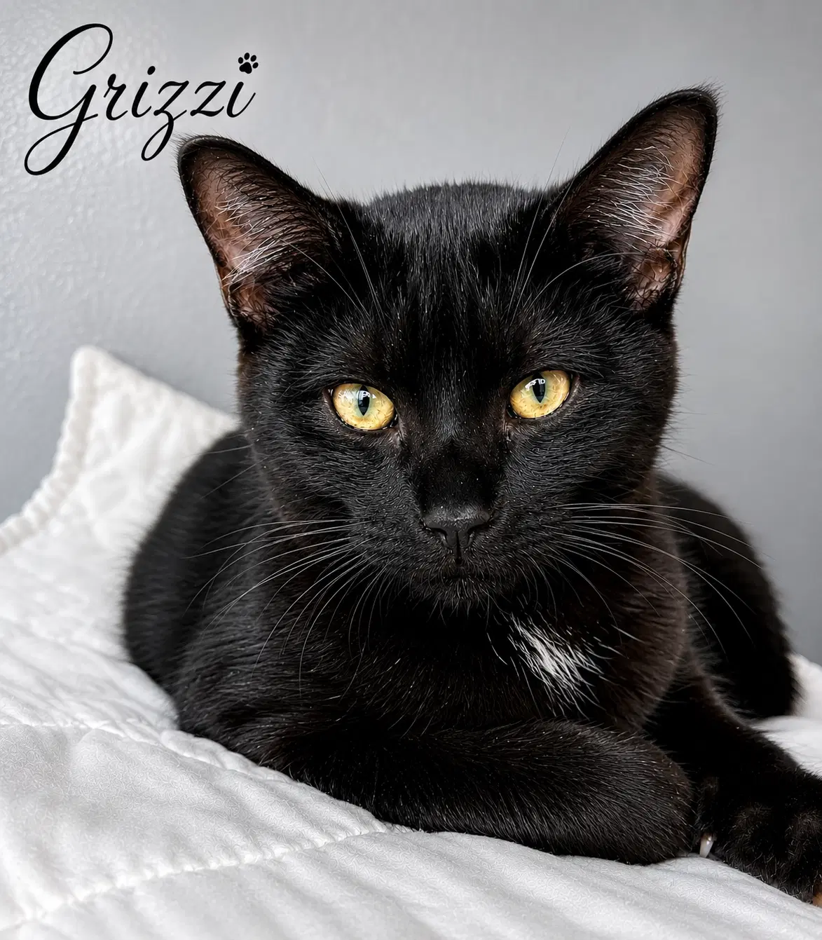 Grizzi Fcid  -  West Chester Ps - Domestic Short Hair