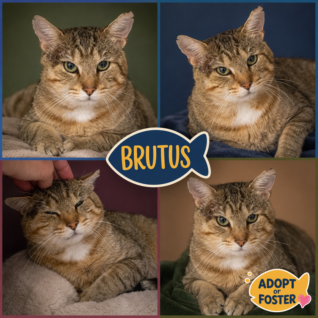 Brutus (FCID# 07/23/2026 - 2 Trainer)