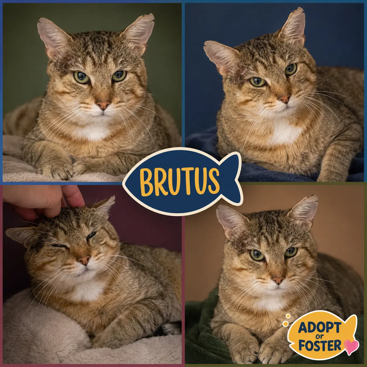 Brutus Fcid  -  Trainer - Tabby
