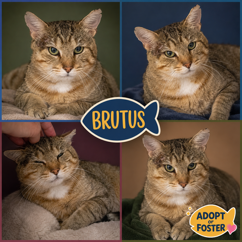 Brutus (FCID# 07/23/2026 - 2 Trainer), a cat for adoption from Forgotten Cats, Inc.