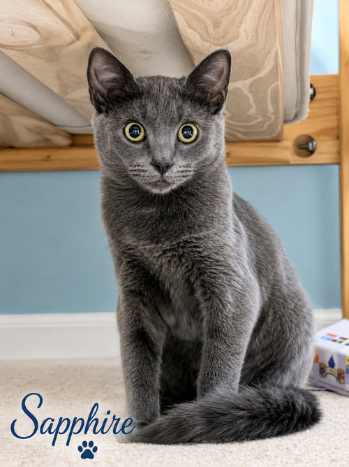 Sapphire, Willow Grove, (FCID# 07/21/2026-115), a cat for adoption from Forgotten Cats, Inc.