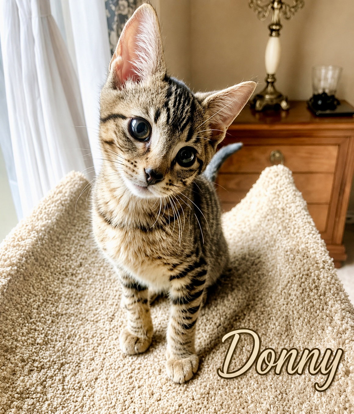 Donny (FCID# 07/27/2026 - 83 Brookhaven PS) C, cat