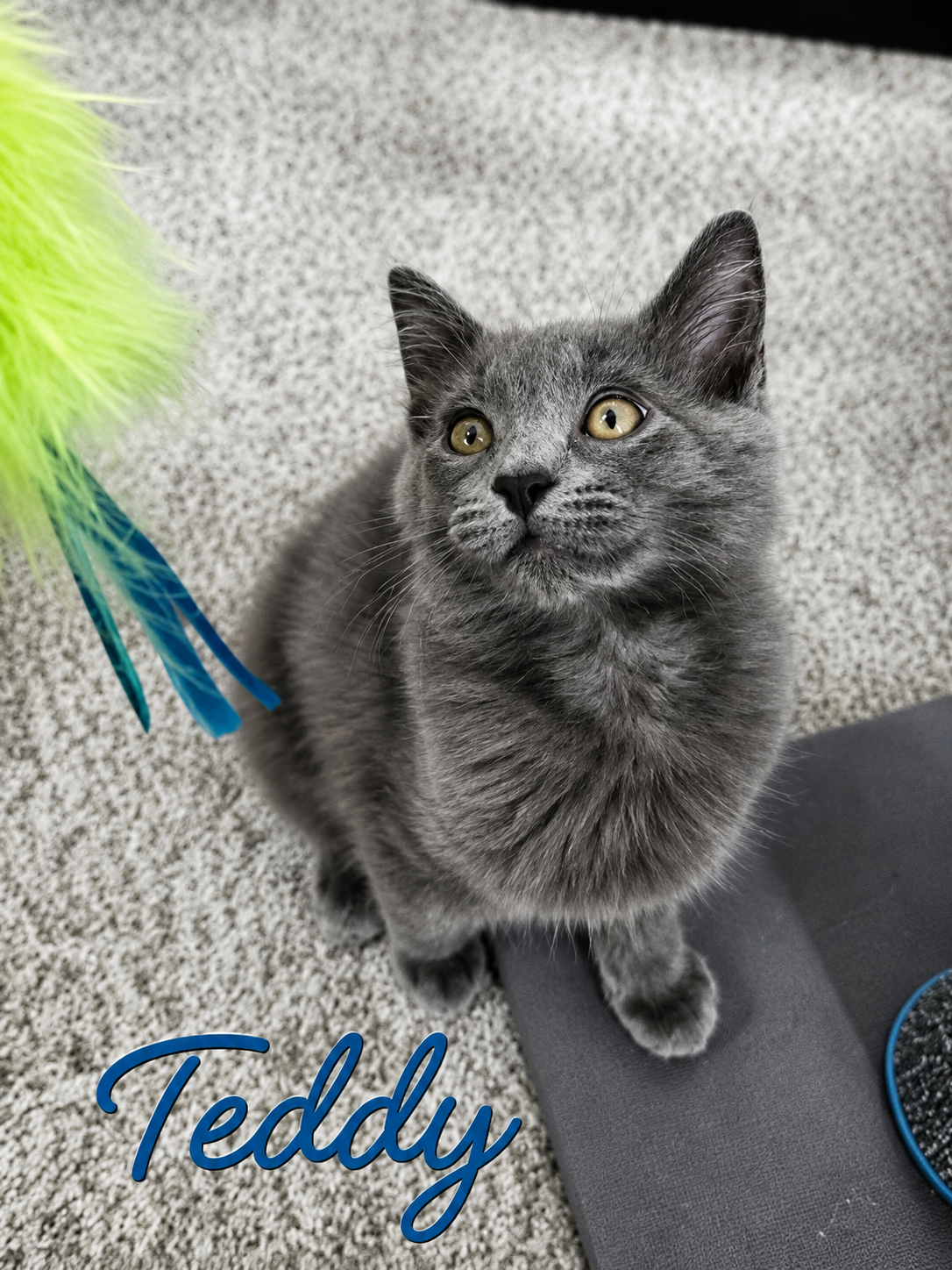 Teddy, Willow Grove Area, (FCID 7/29/2026-155), cat
