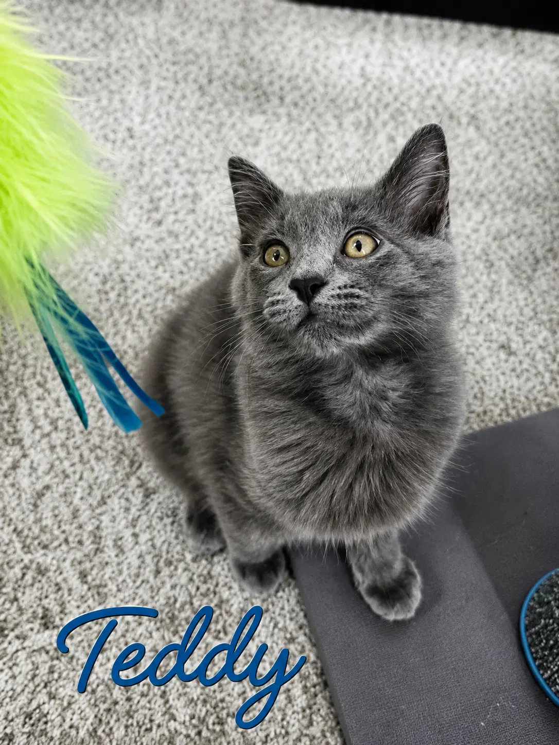 Teddy Willow Grove Area Fcid - - Domestic Short Hair