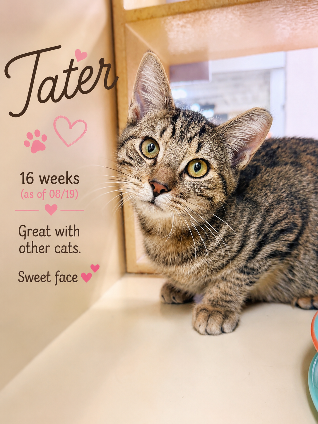 Tater (FCID# 06/10/2026-109) Jenkintown PS, cat