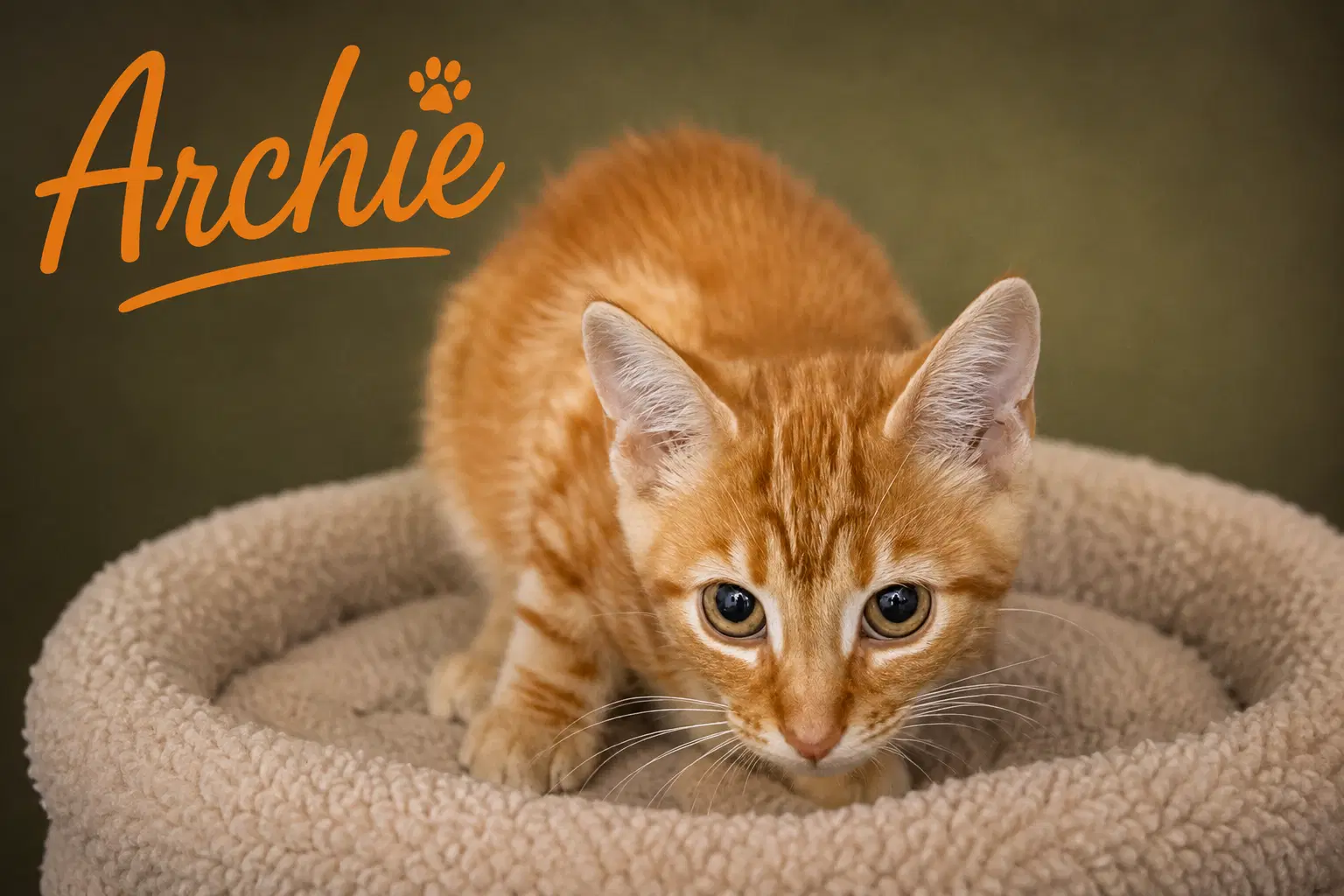 Archie Foster Request Fcid  -  Trainer - Tabby