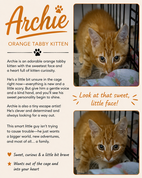 Photo 6 of Archie (FCID# 07/27/2026 - 9)