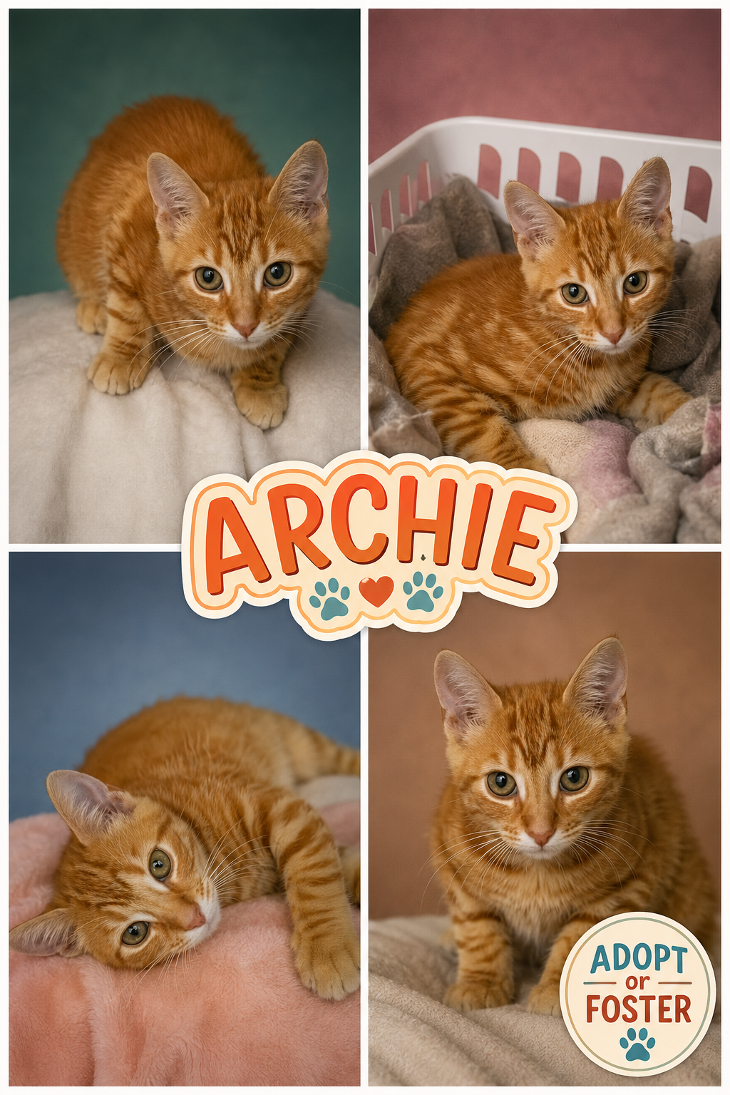 Archie: Foster Request (FCID# 07/27/26 - 9 Trainer, cat