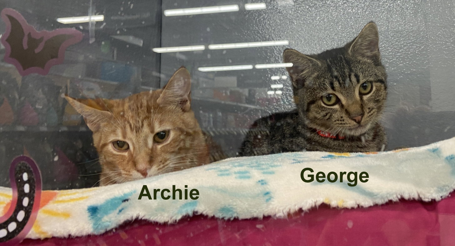 Archie (FCID# 07/27/2026 - 9 West Chester PS) C, photo 4