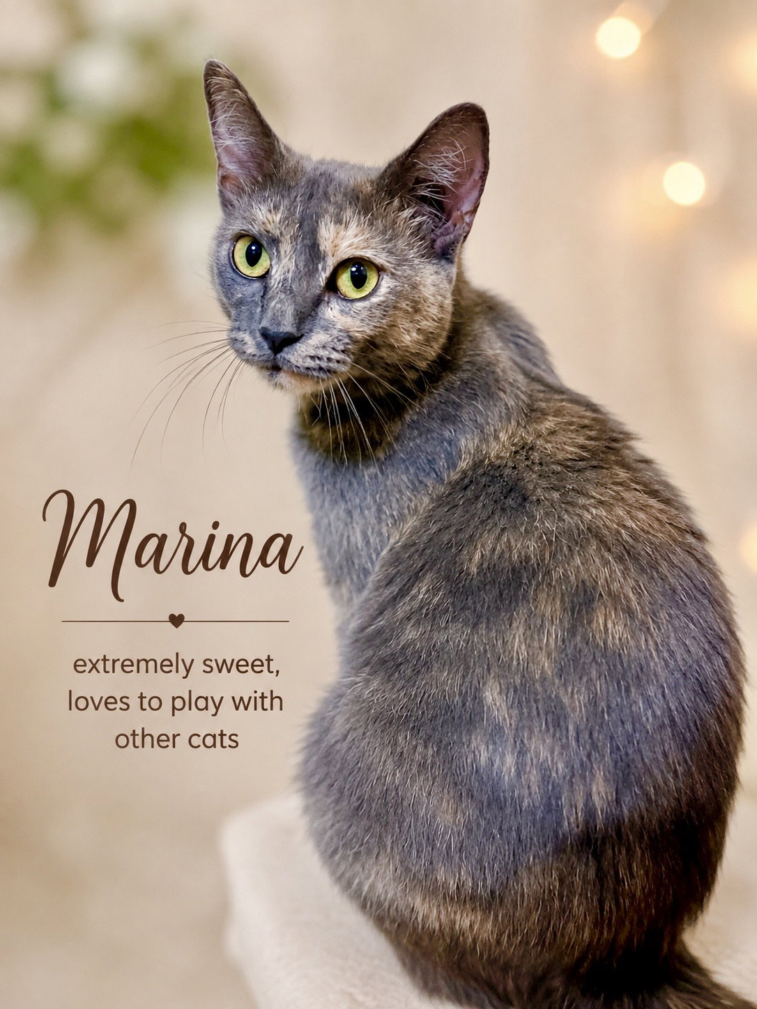 Marina (FCID# 07/14/2026 - 104) Jenkintown PS, cat