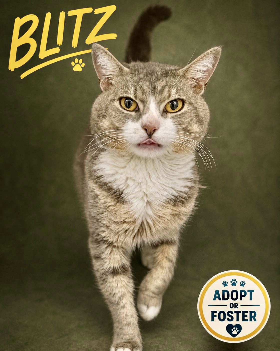 Blitz (FCID# 07/28/2026 - 47 Trainer), cat