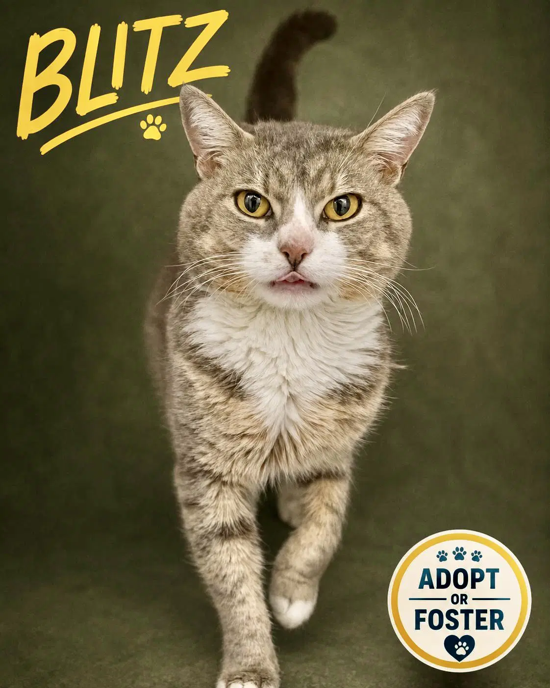Blitz Fcid  -  Trainer - Tabby