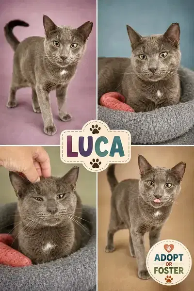 Luca Fcid  -  Trainer - Domestic Short Hair