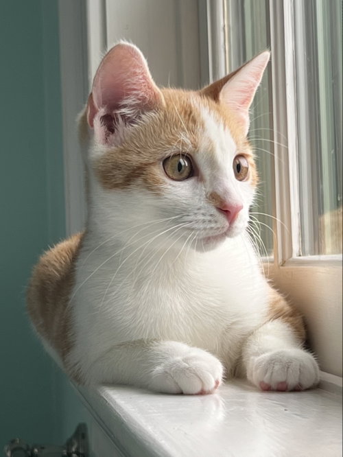 Photo 2 of Marmalade w/ Chutney: FeLV+ (FCID#06/01/2026-93)