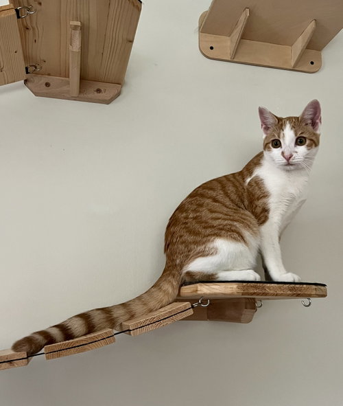Marmalade w/ Chutney: FeLV+ (FCID#06/01/2026-93), a cat for adoption from Forgotten Cats, Inc.