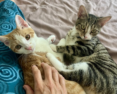 Photo 3 of Chutney w/Marmalade: FeLV+ (FCID#07/14/2026-5)