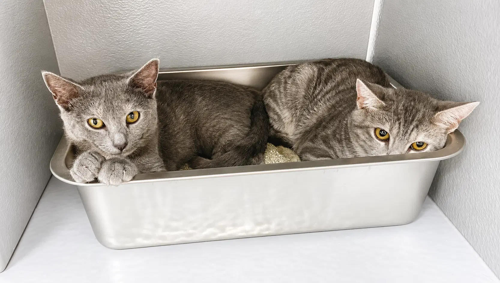 Toffee  Taffy Fcid - West Chester - Domestic Short Hair