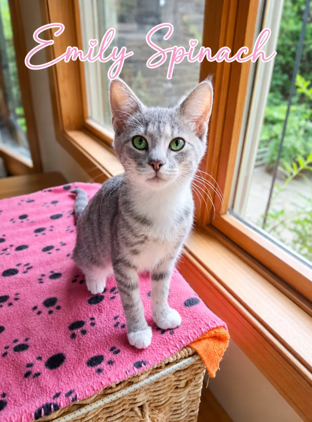 Emily Spinach Fcid  -  C - Tabby