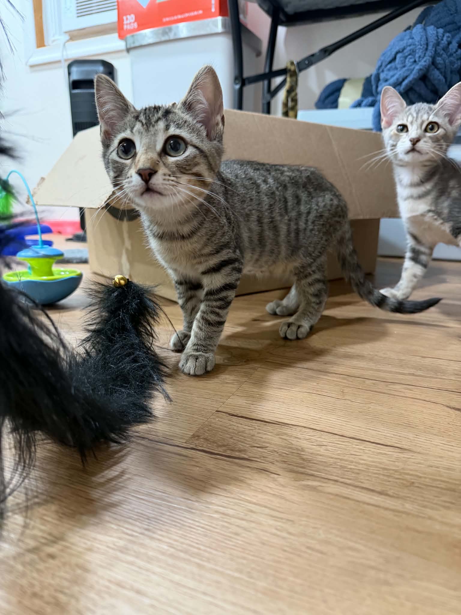 Lugnut Willow Grove Area Fcid - - Domestic Short Hair
