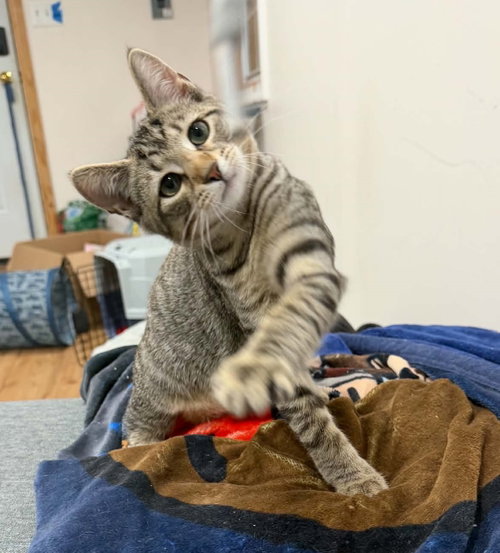 Lugnut, Willow Grove Area, (FCID 7/08/2026-181), a cat for adoption from Forgotten Cats, Inc.