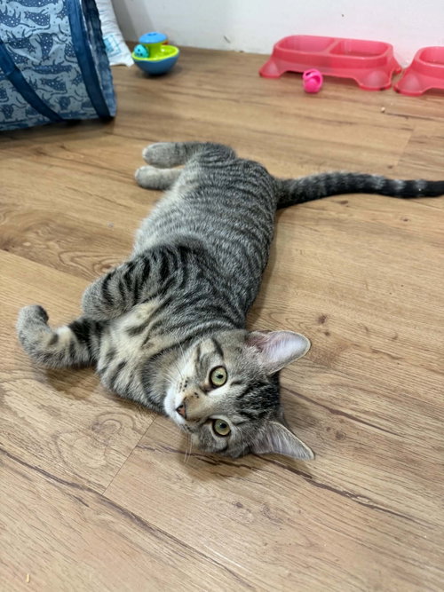 Turbo, Willow Grove Area, (FCID 7/8/2026-183), a cat for adoption from Forgotten Cats, Inc.