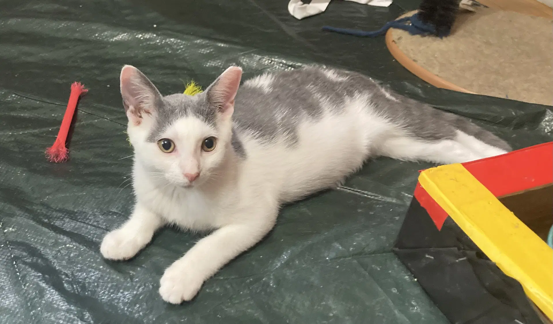 Rose Willow Grove Area Fcid - - Domestic Short Hair