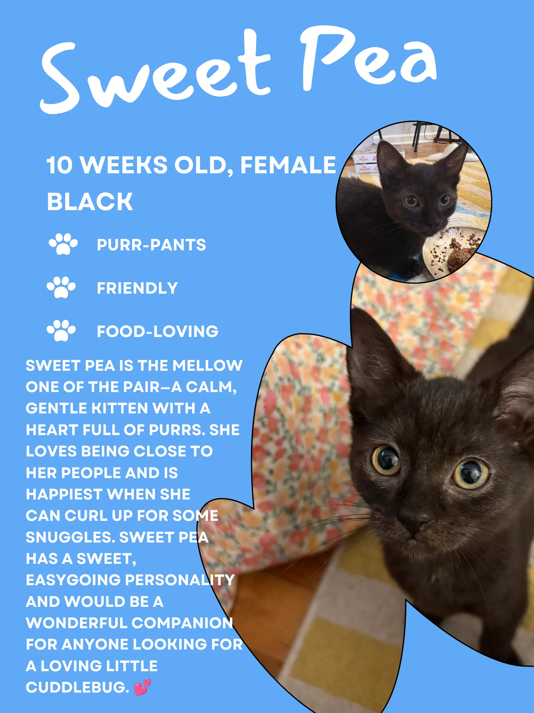 Sweet Pea Fcid  -  West Chester Ps - Domestic Short Hair