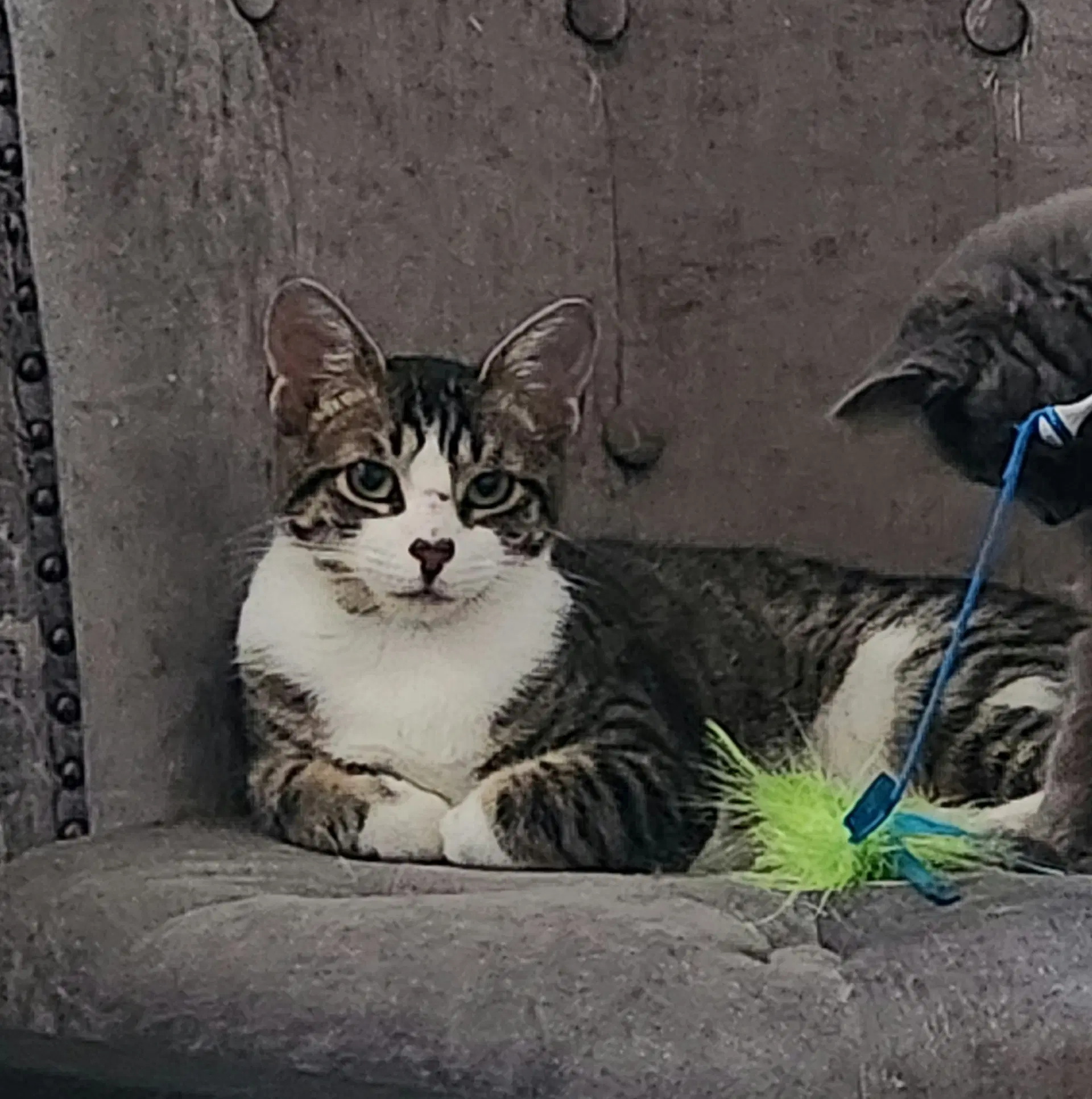 Jasmine Willow Grove Area Fcid - - Domestic Short Hair